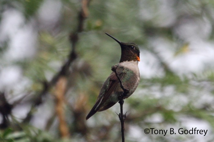 Ruby-throated Hummingbird - Tony Godfrey