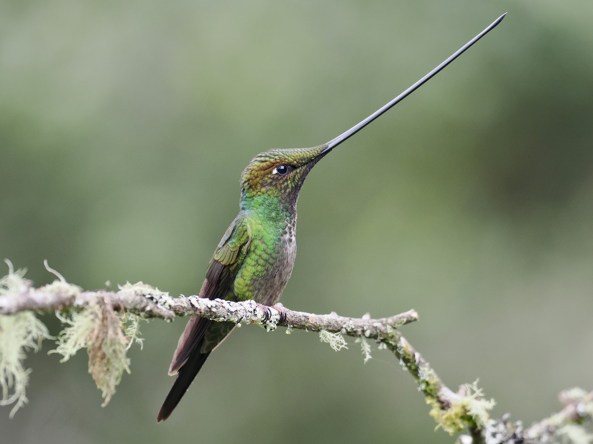 Sword-billed Hummingbird - Gabriel Willow