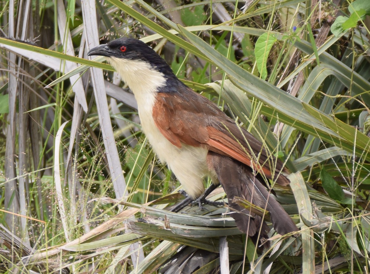Coppery-tailed Coucal - ML52680731