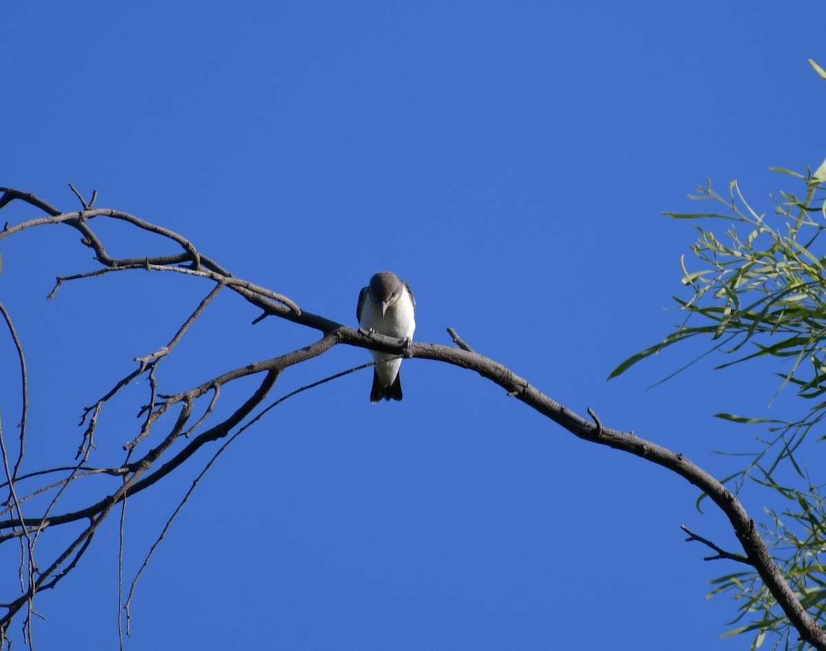 White-breasted Woodswallow - ML526807491