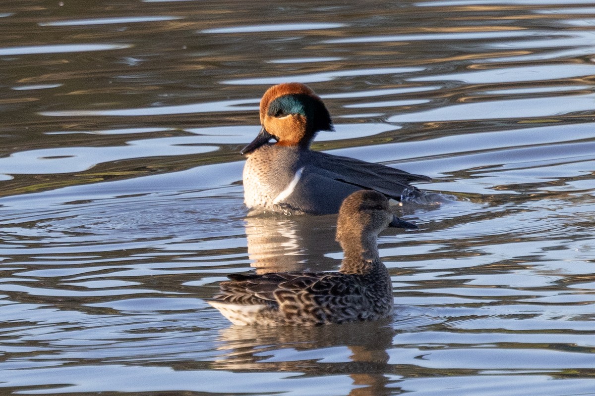 Green-winged Teal - ML526807981