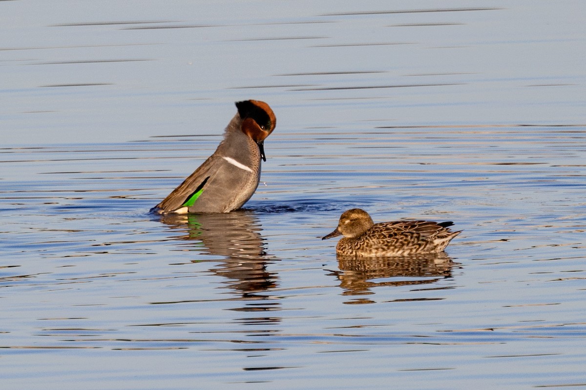 Green-winged Teal - ML526807991