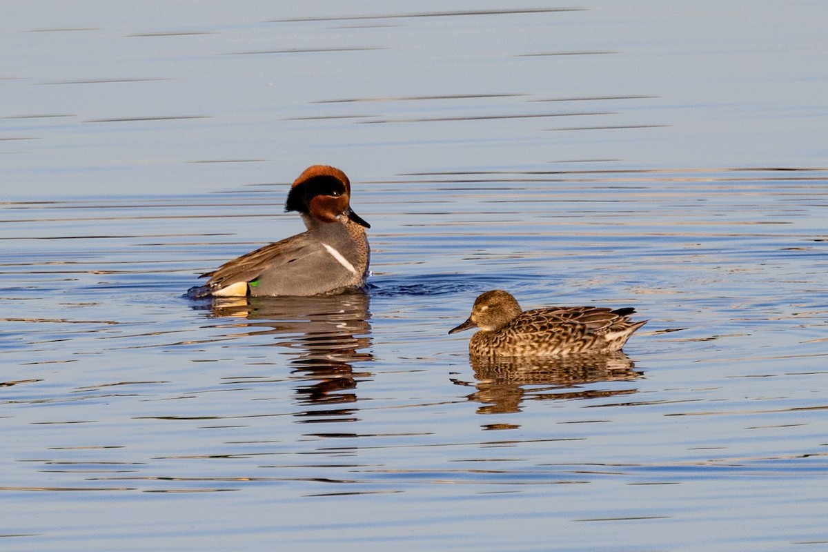 Green-winged Teal - ML526808001