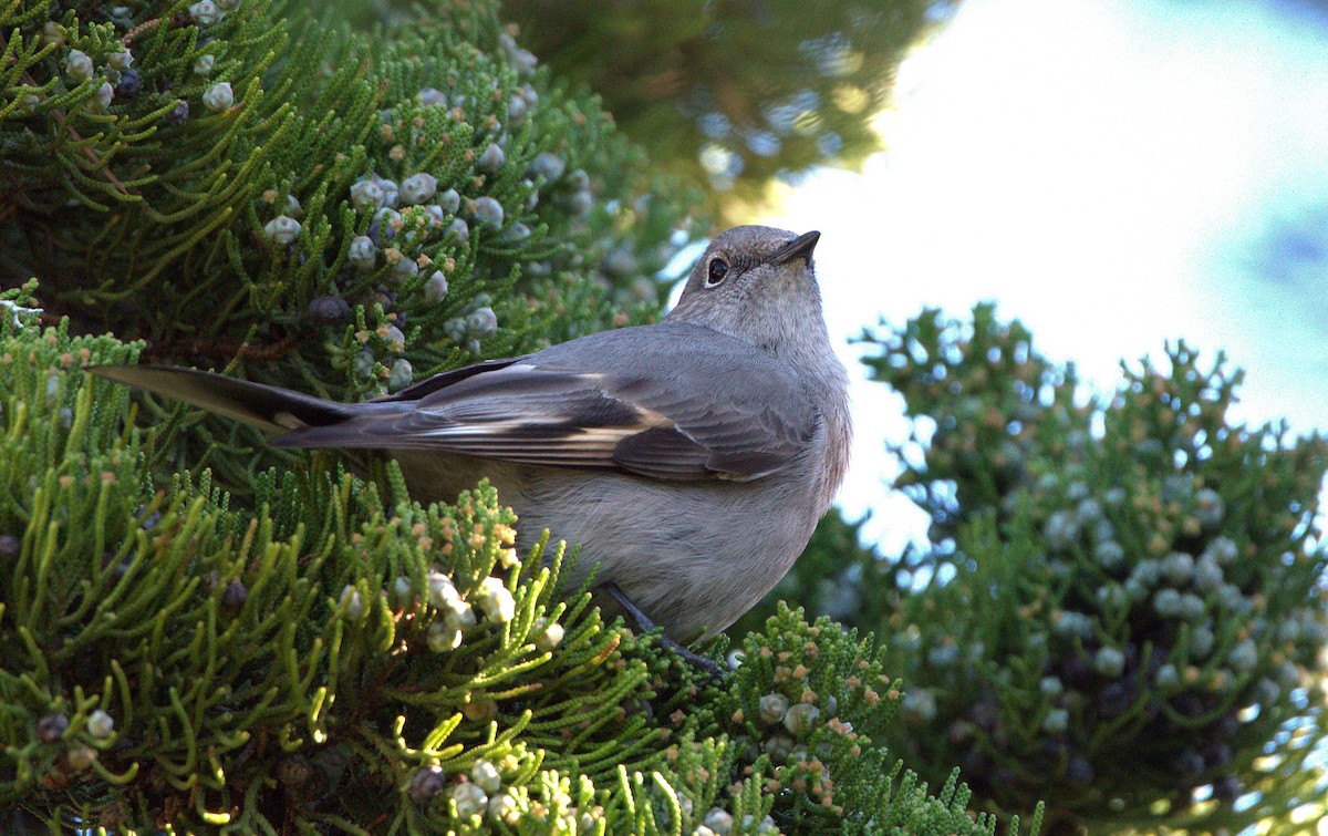Townsend's Solitaire - ML526810491