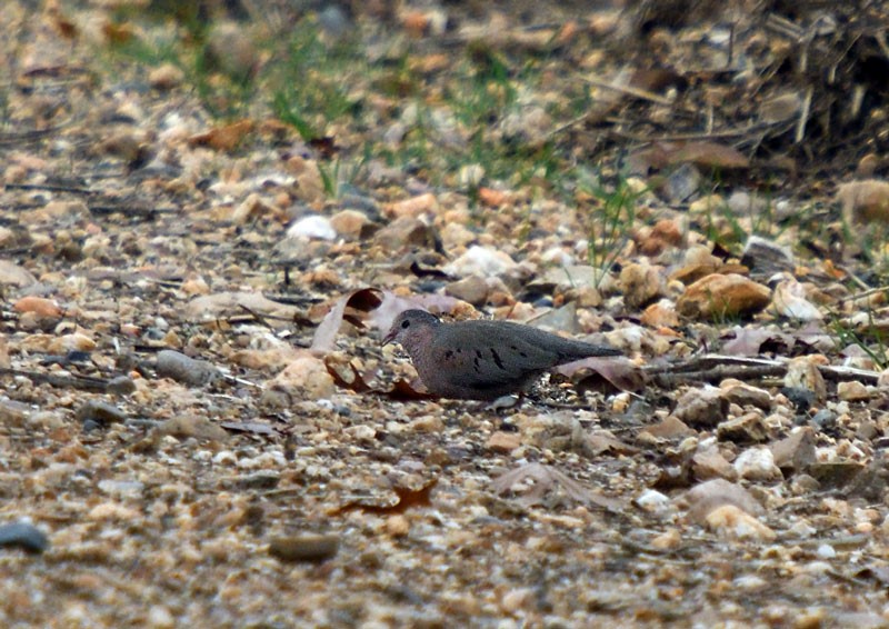 Common Ground Dove - Red Slough WMA Survey
