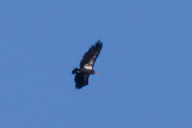 California Condor - ML526811491