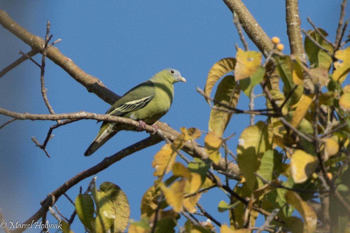 Flores Green-Pigeon - ML526811651