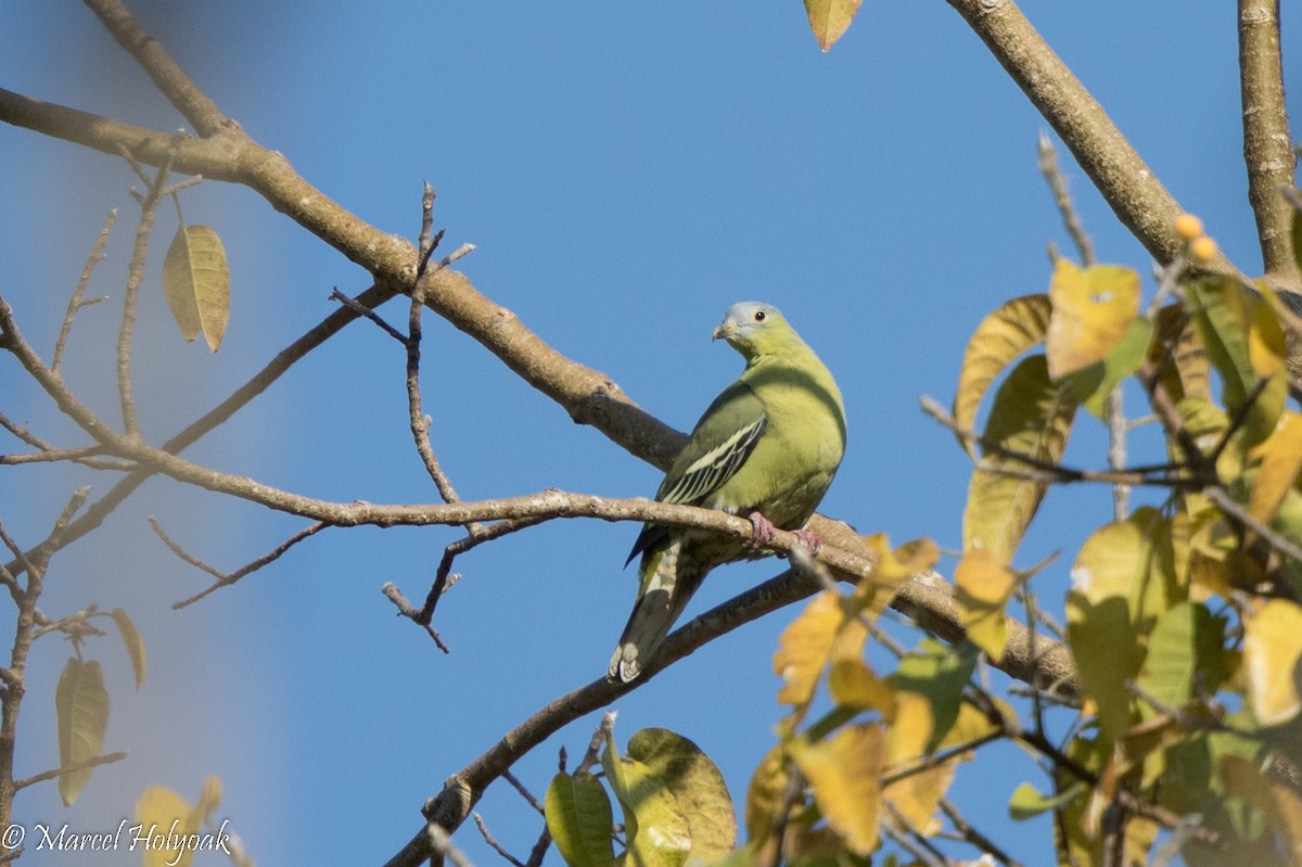 Flores Green-Pigeon - ML526811661