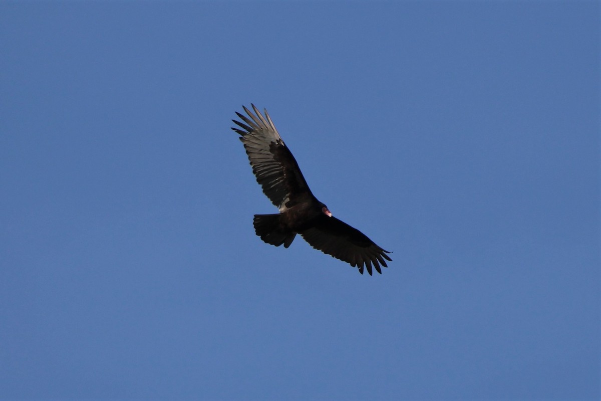 Turkey Vulture - ML526817111