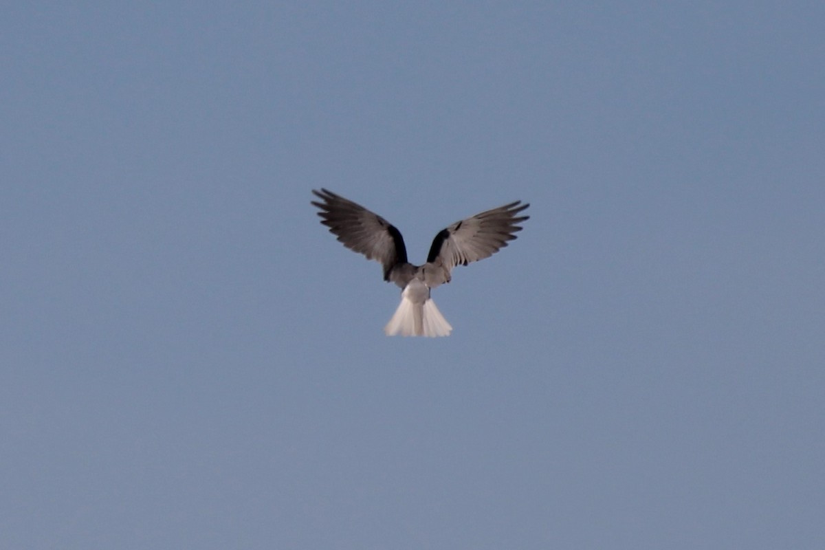 White-tailed Kite - ML526817121