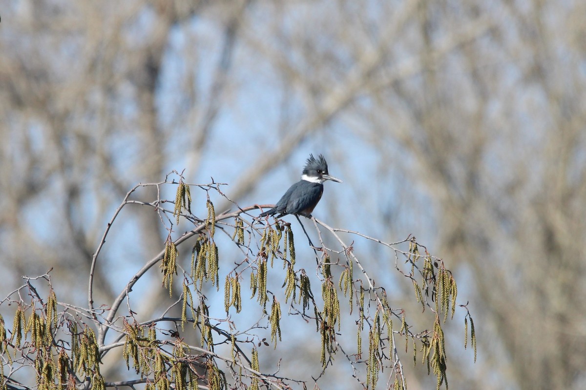 Belted Kingfisher - ML526817221