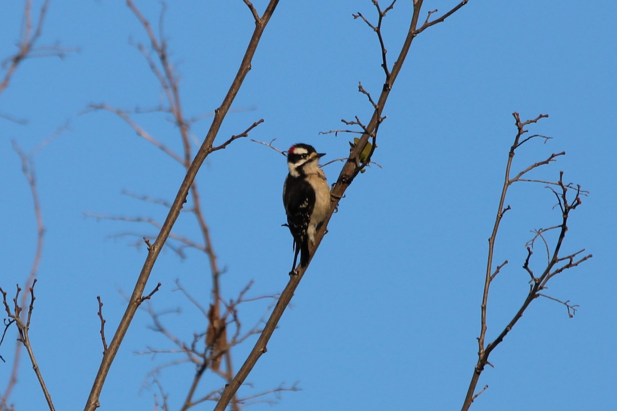 Downy Woodpecker - ML526817321