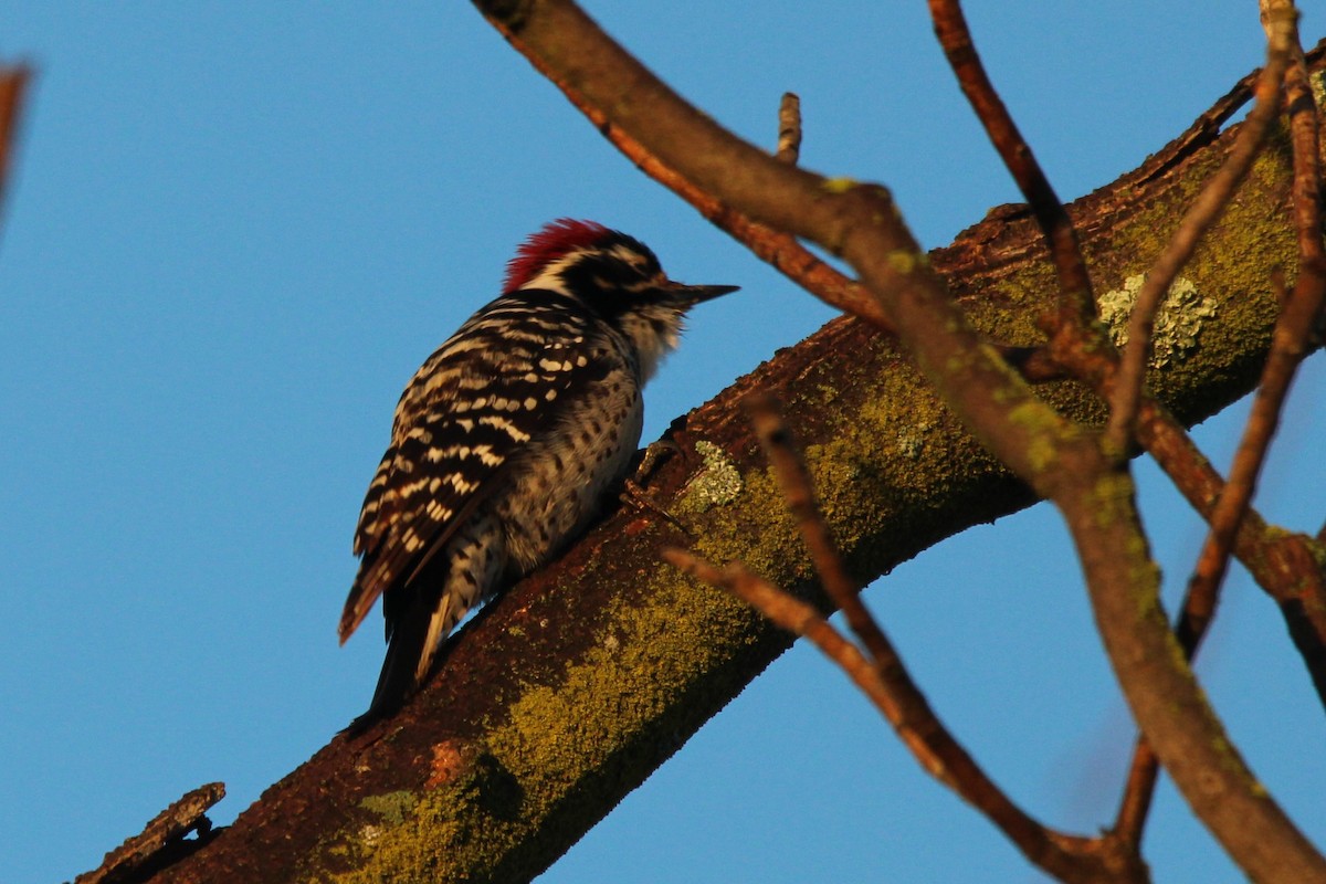 Nuttall's Woodpecker - ML526817371