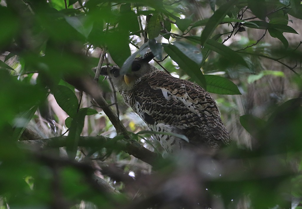 Spot-bellied Eagle-Owl - ML526819321