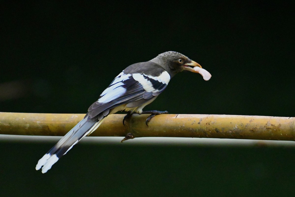 White-winged Magpie (Gray-tailed) - ML526820681