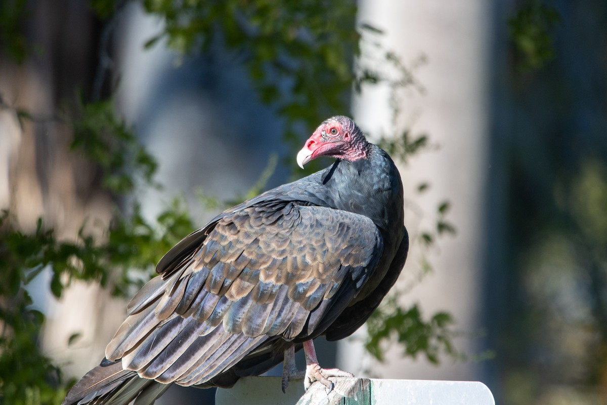 Turkey Vulture - ML526827481