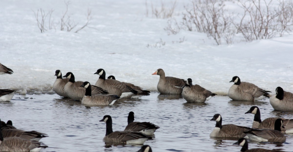 Greater White-fronted Goose - ML52682761
