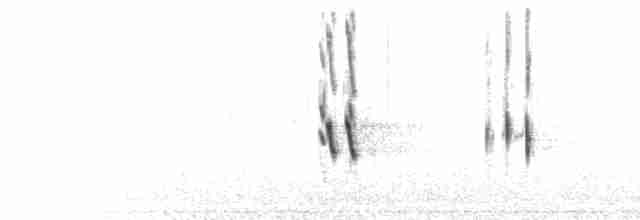  - Long-tailed Silky-flycatcher