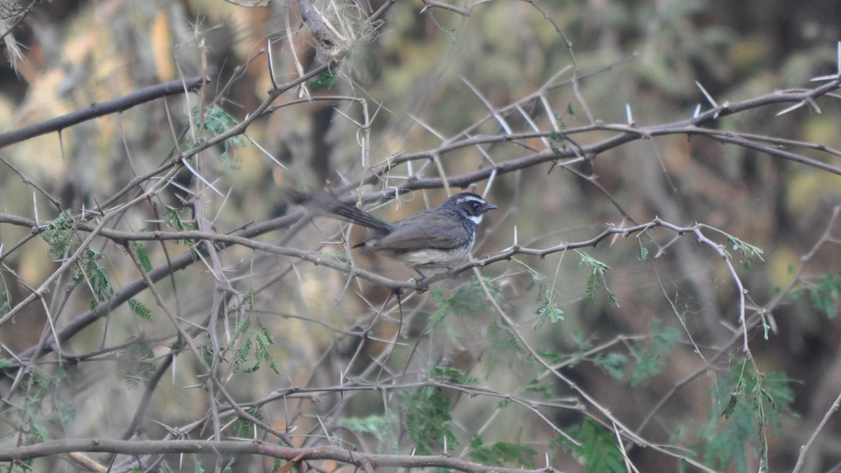 Spot-breasted Fantail - ML526833181
