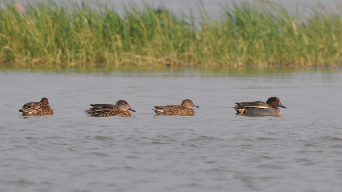 Green-winged Teal - ML526833371