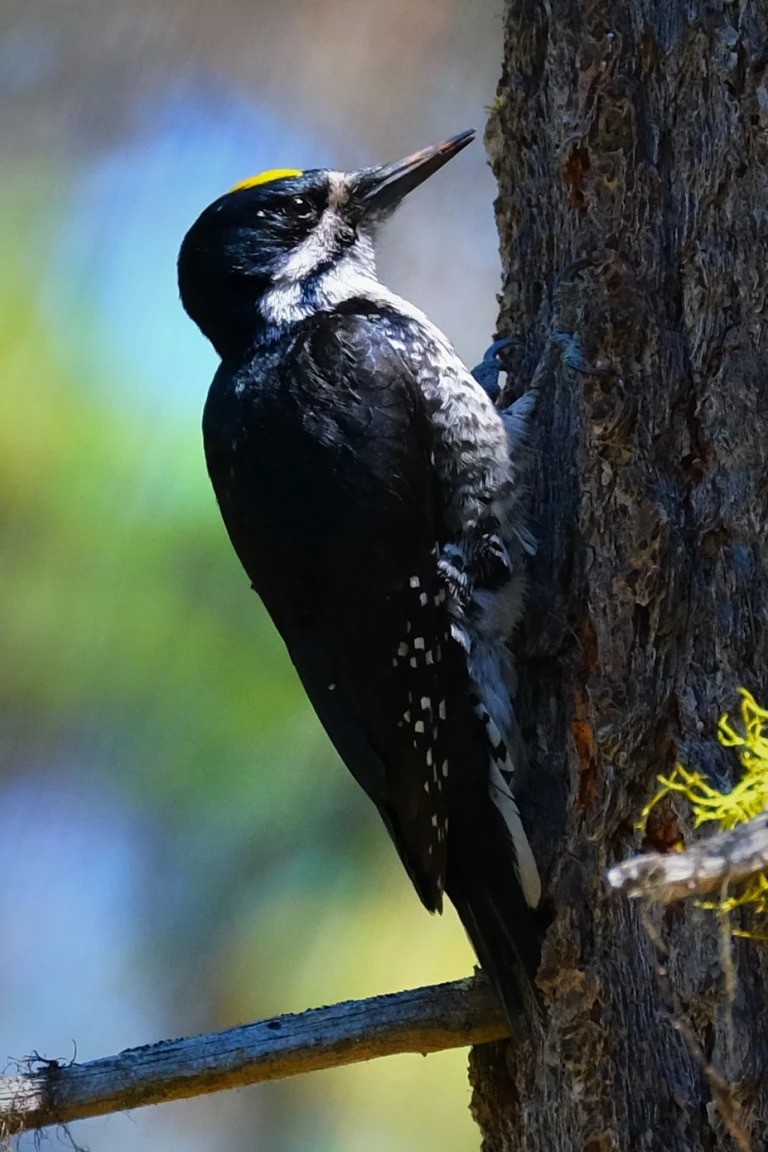 Black-backed Woodpecker - ML526833871