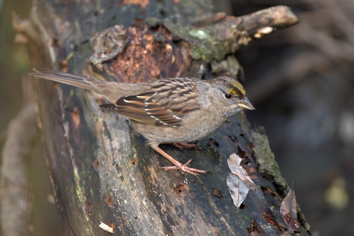 Golden-crowned Sparrow - ML526836071