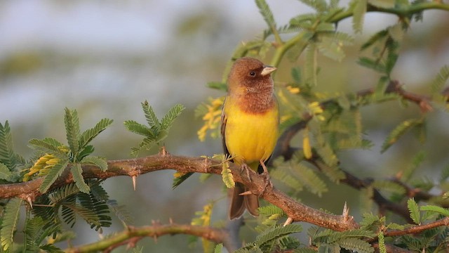 Red-headed Bunting - ML526836721