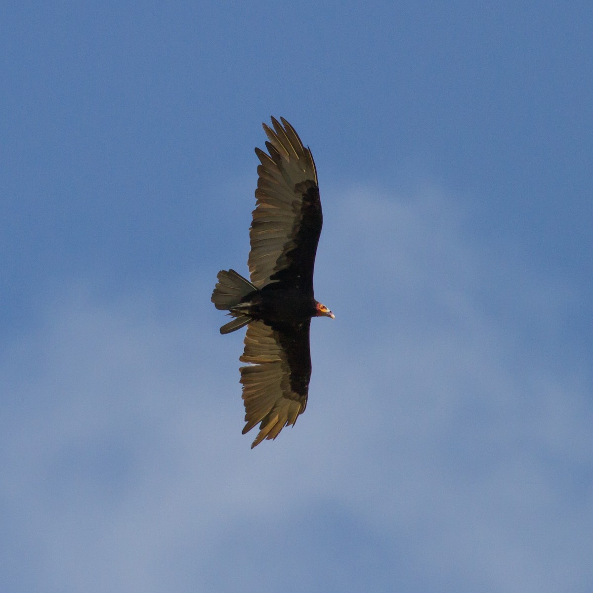Lesser Yellow-headed Vulture - ML52683811