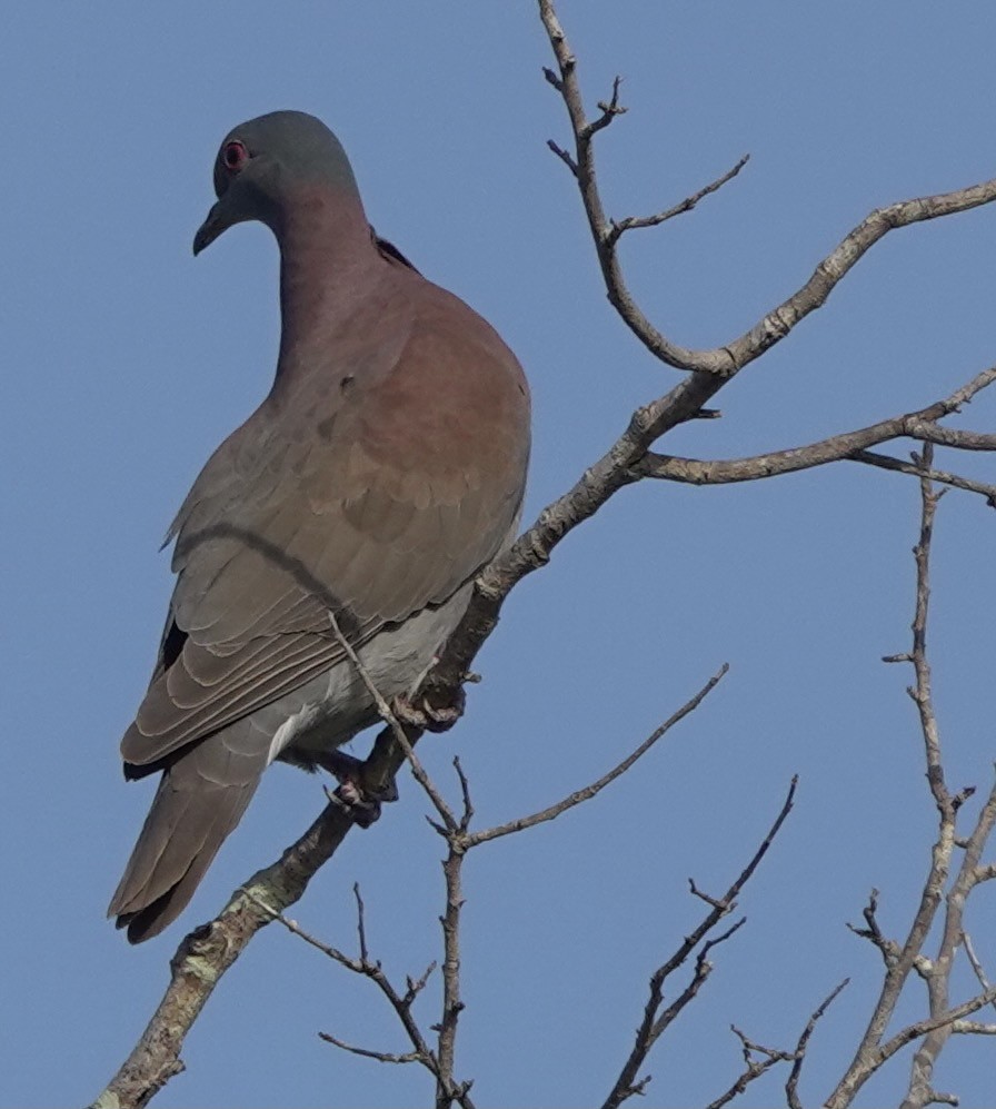Pale-vented Pigeon - Martin Kennewell