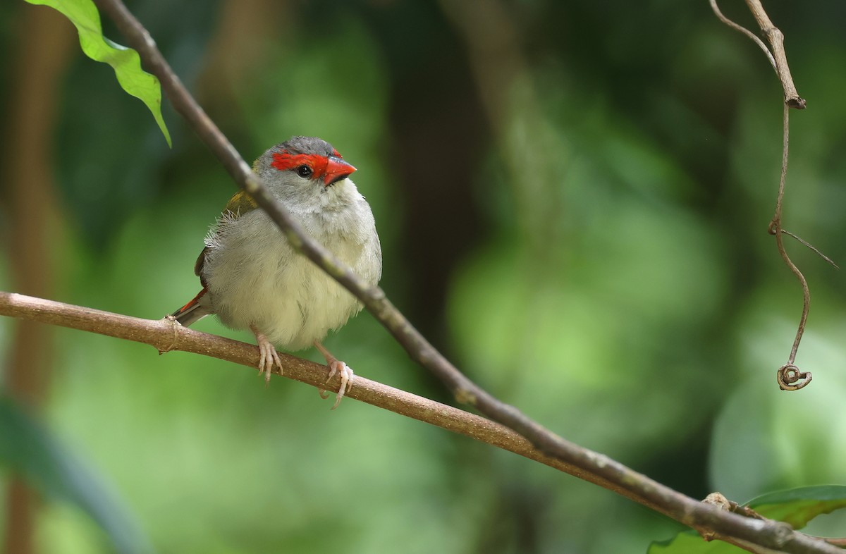 Red-browed Firetail - ML526839951