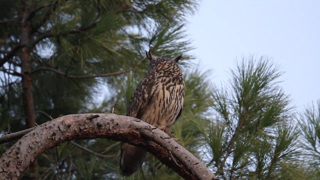 Eurasian Eagle-Owl - ML526840051