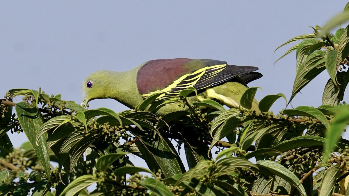 Gray-fronted Green-Pigeon - ML526846711