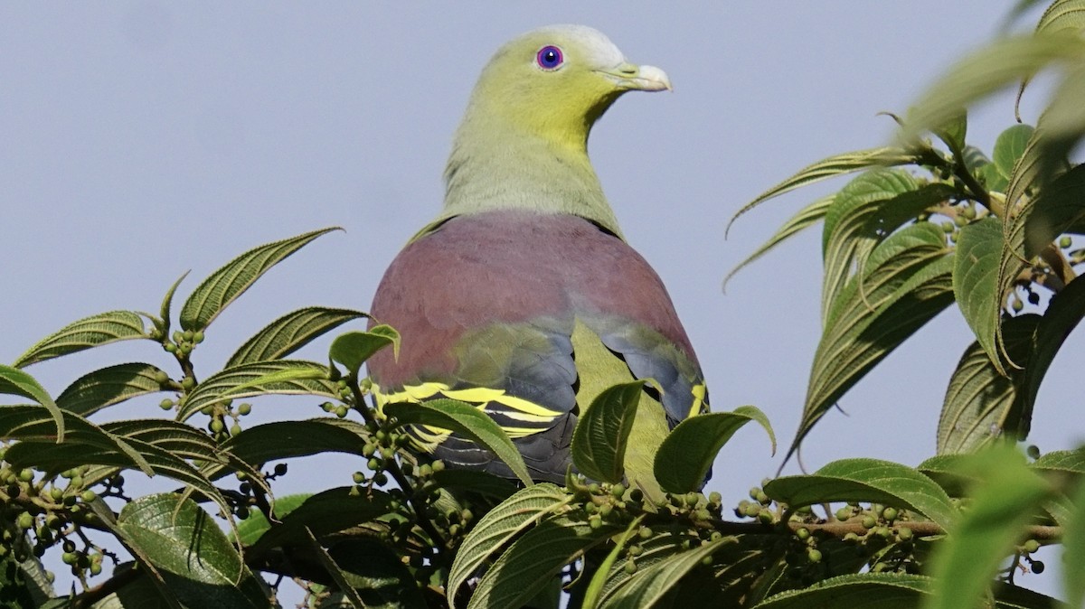 Gray-fronted Green-Pigeon - ML526846721