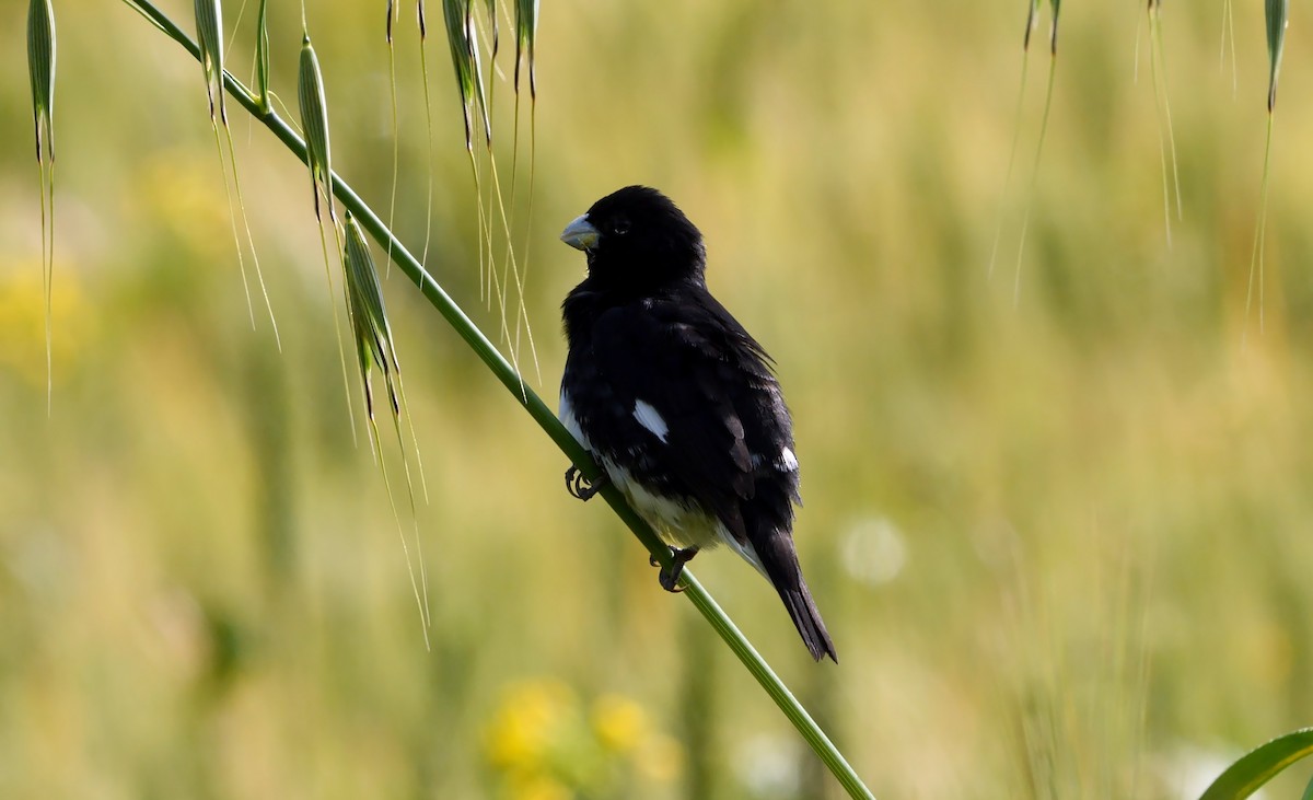 Black-and-white Seedeater - ML526848721