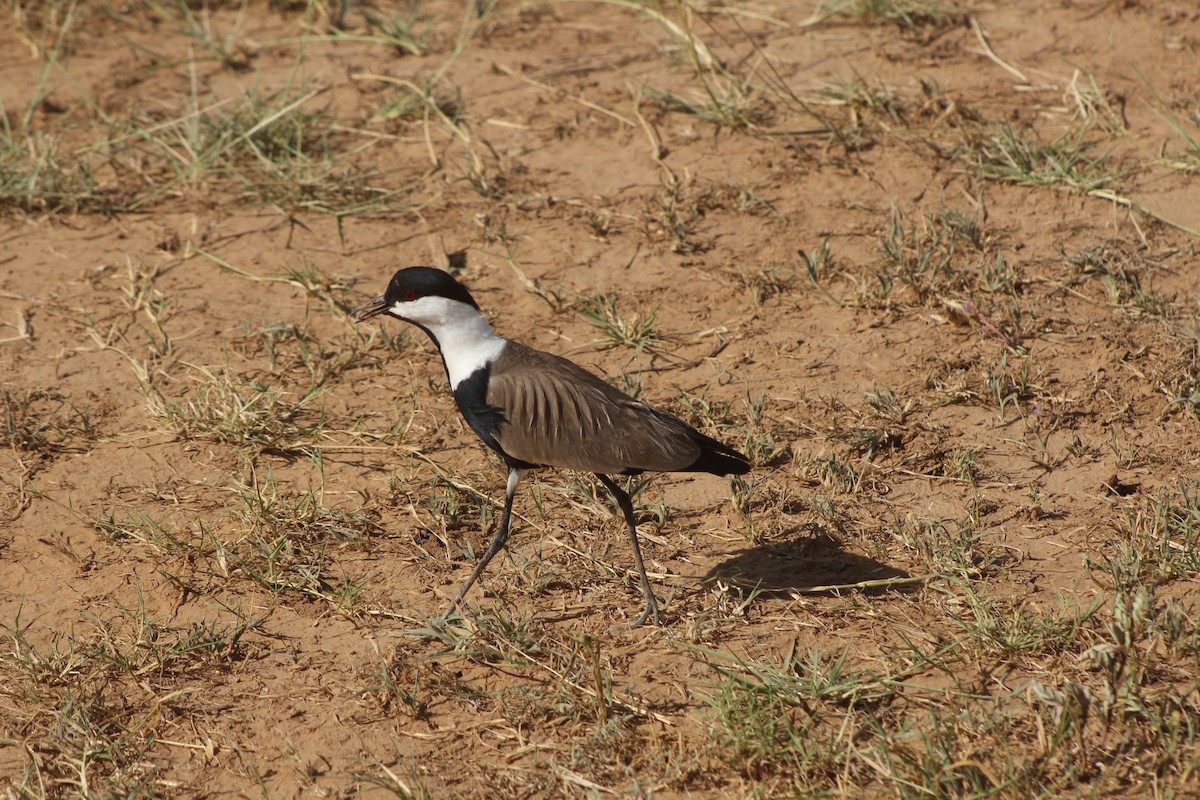 Spur-winged Lapwing - ML526850711