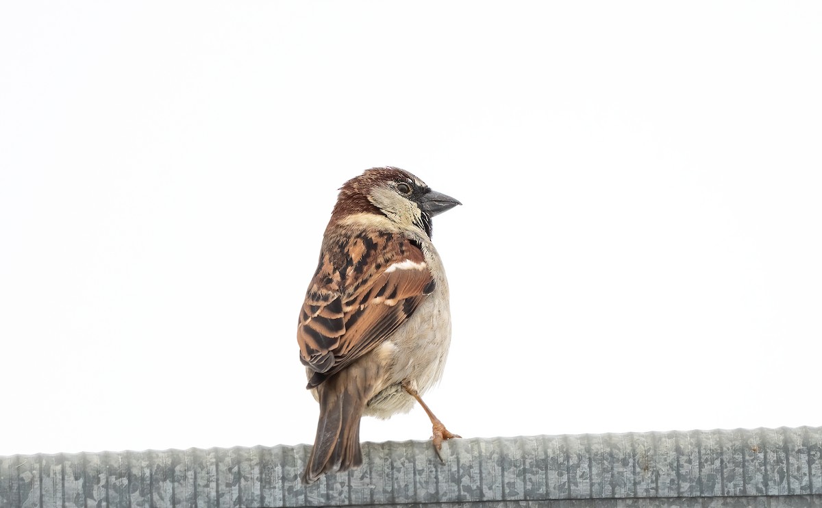 House Sparrow - ML526850811