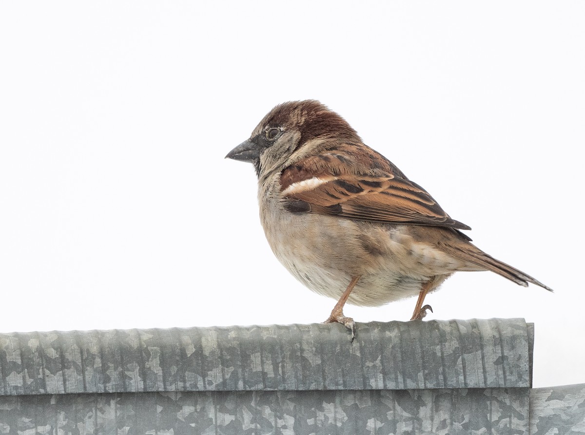 House Sparrow - ML526850861