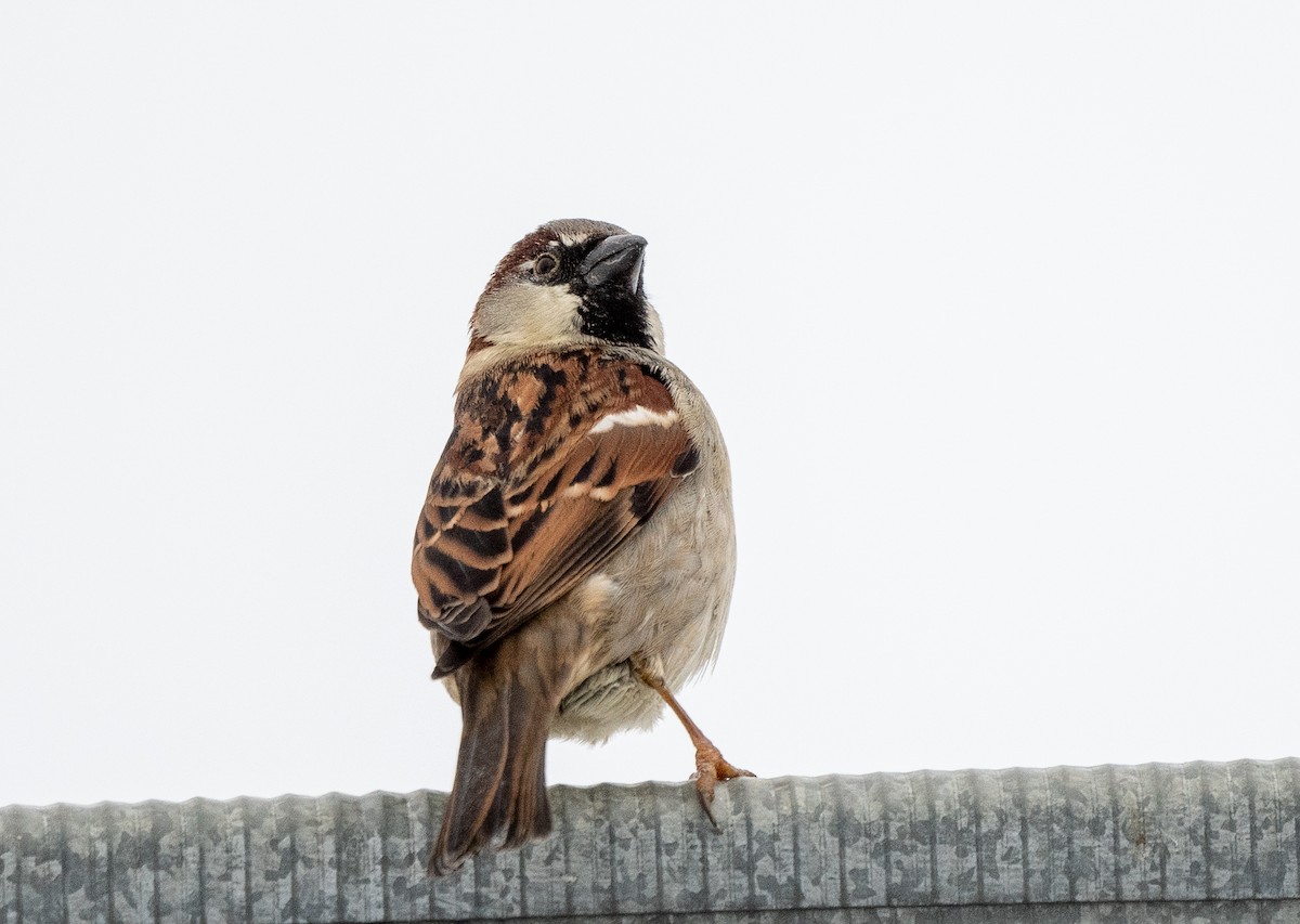 House Sparrow - ML526850901