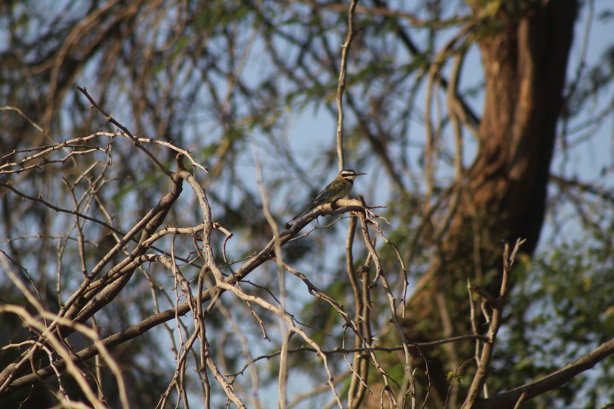 White-throated Bee-eater - ML526851221