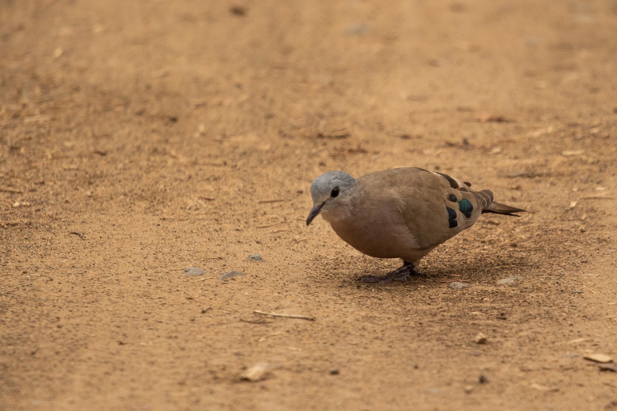 Emerald-spotted Wood-Dove - ML526851761