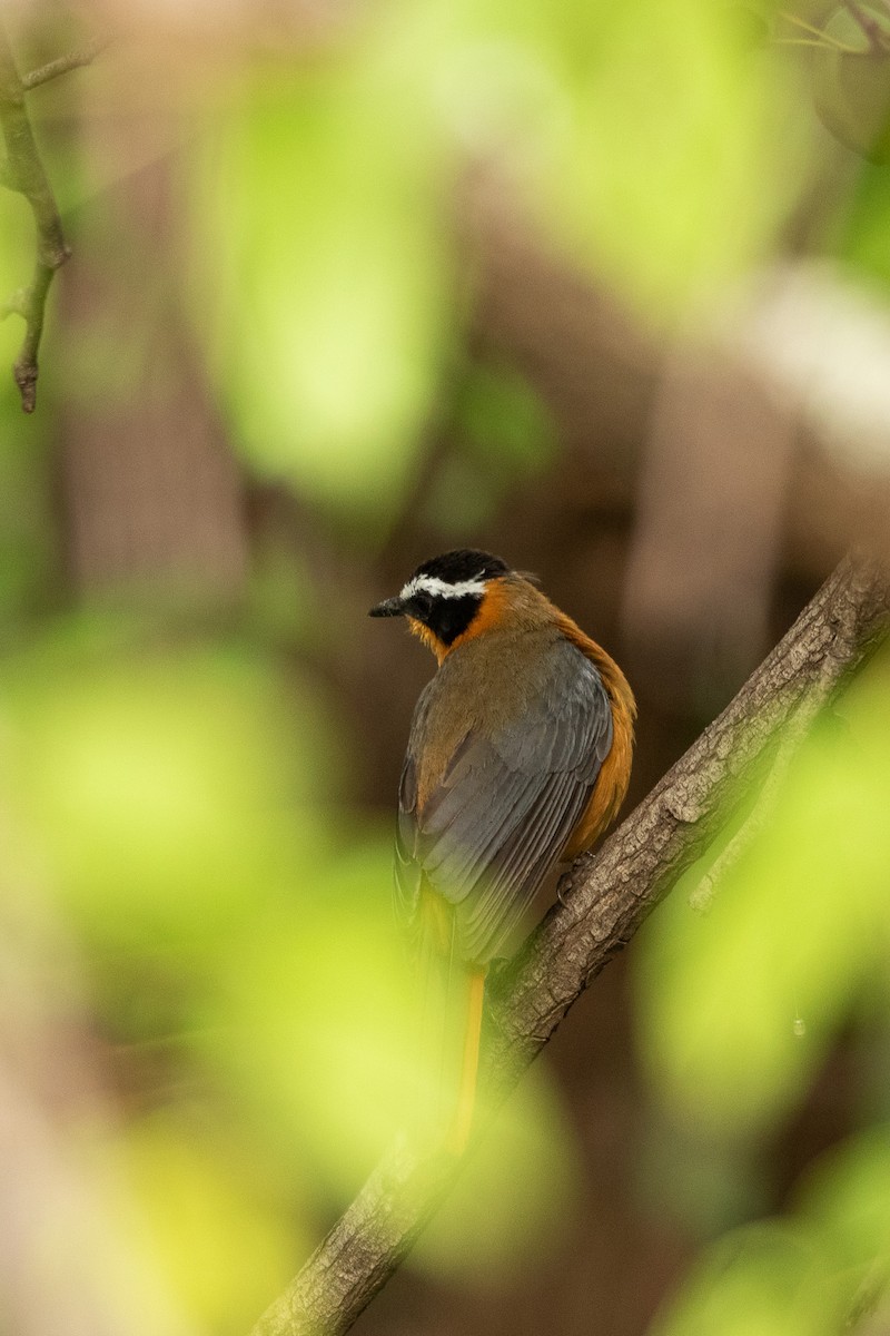 White-browed Robin-Chat - Cassie Carstens