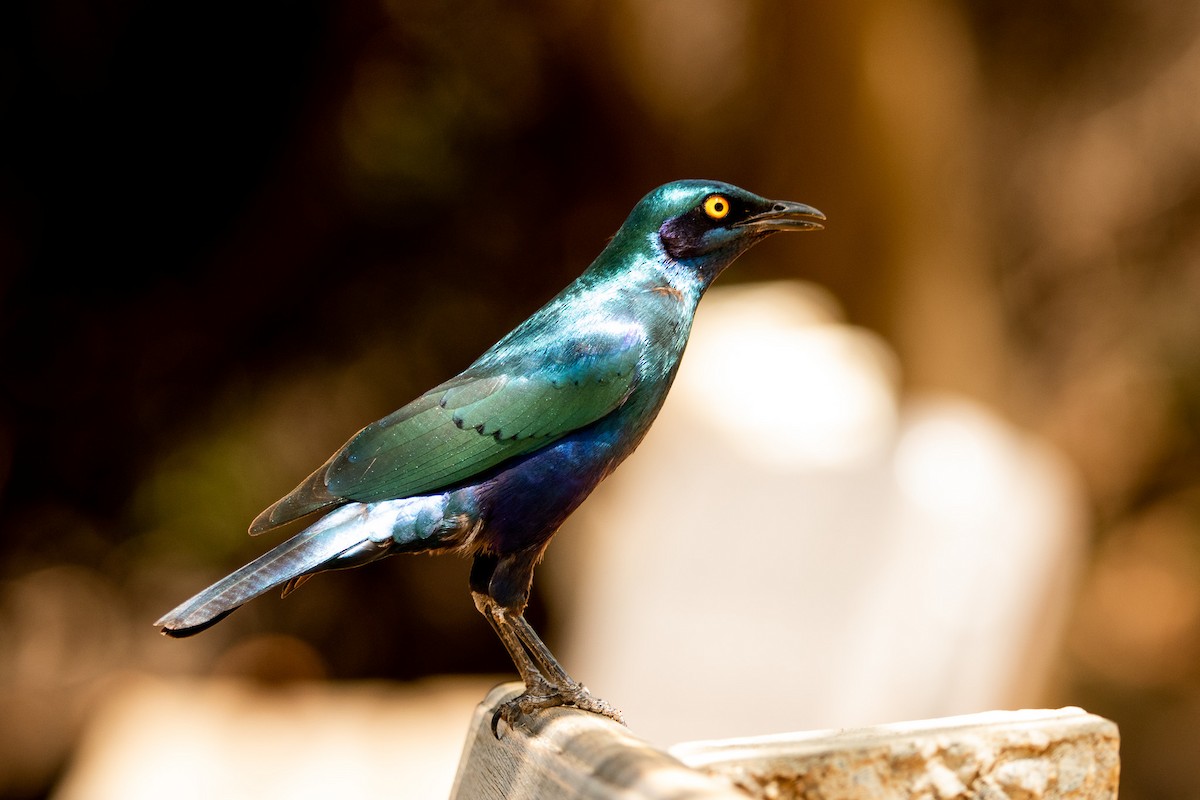 Greater Blue-eared Starling - ML526852471