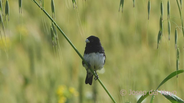 Black-and-white Seedeater - ML526852831