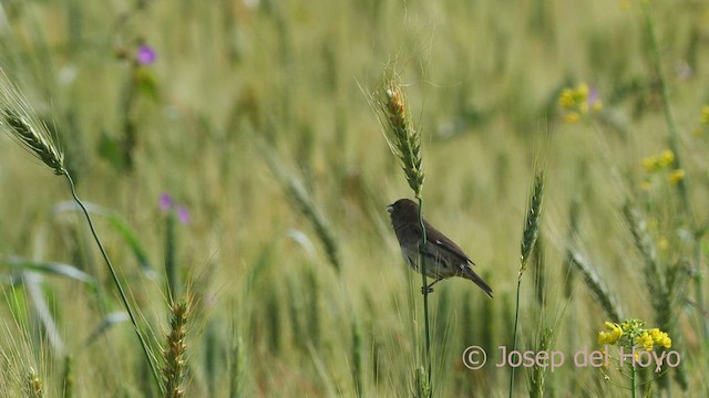 Black-and-white Seedeater - ML526854451