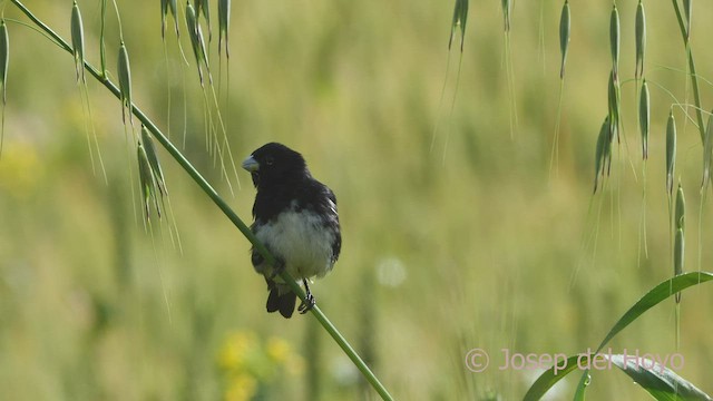 Black-and-white Seedeater - ML526854601
