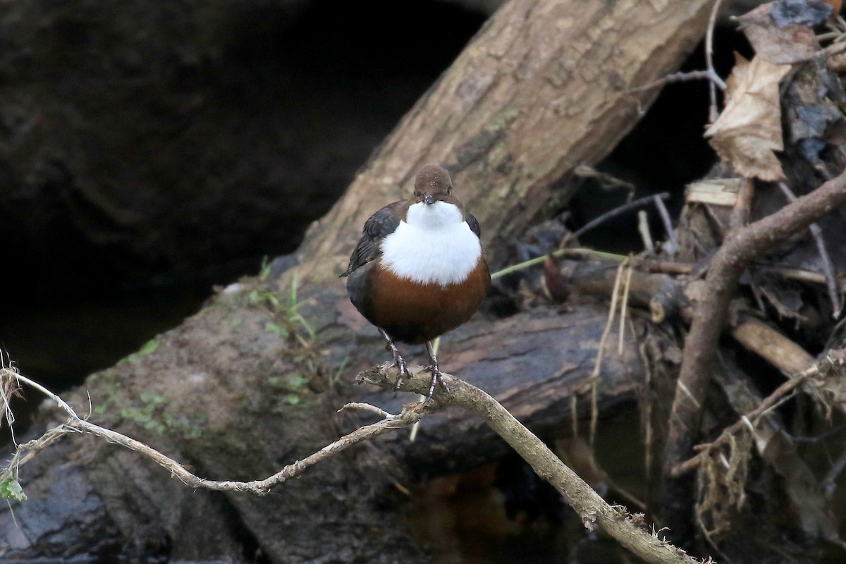 White-throated Dipper - Ray Scally
