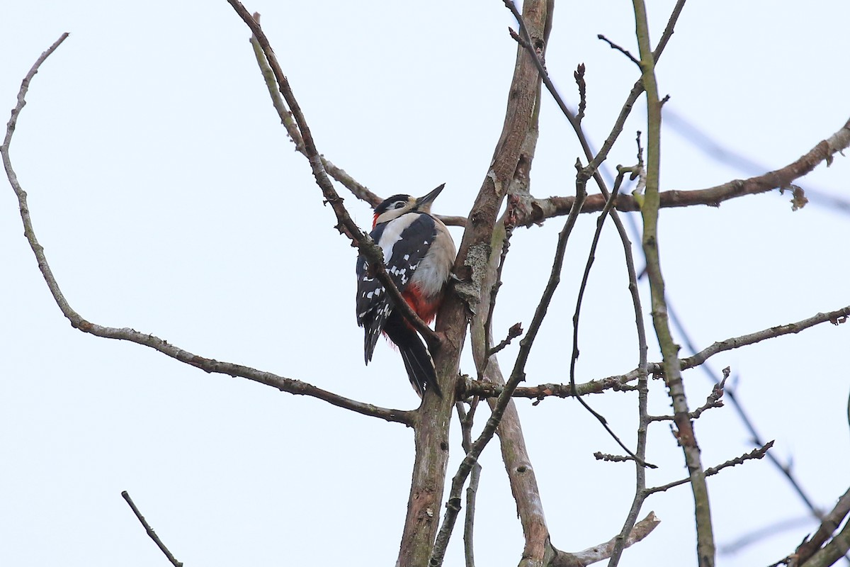 Great Spotted Woodpecker - ML526855581
