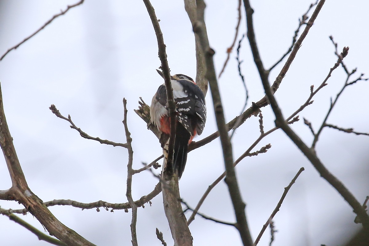 Great Spotted Woodpecker - ML526855591