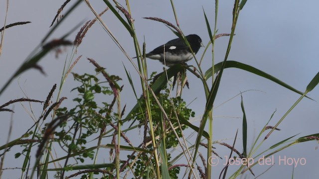 Black-and-white Seedeater - ML526855831