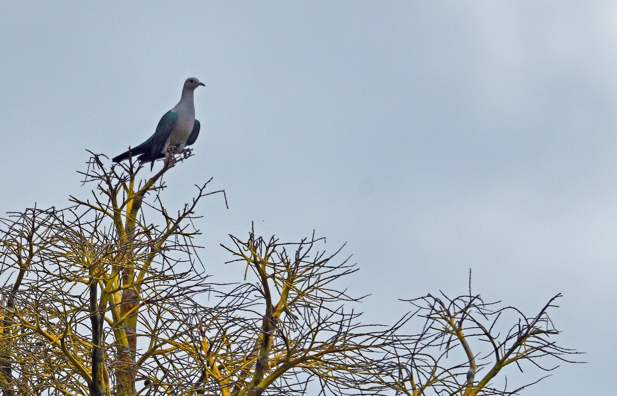 Green Imperial-Pigeon - ML526858531